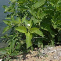 Morinda coreia Buch.-Ham.